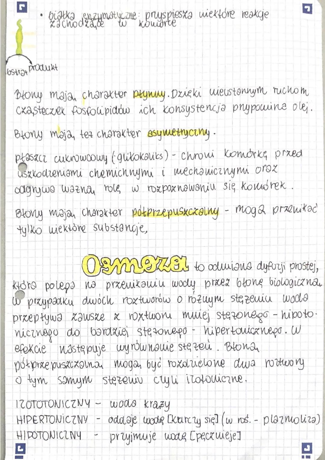 L
błony biologiczne
u większośa komórek prokariatycznych występują tylko
blony komórkowe, a u eukariotycznych - 6tony komórkowe
jak i sródpl