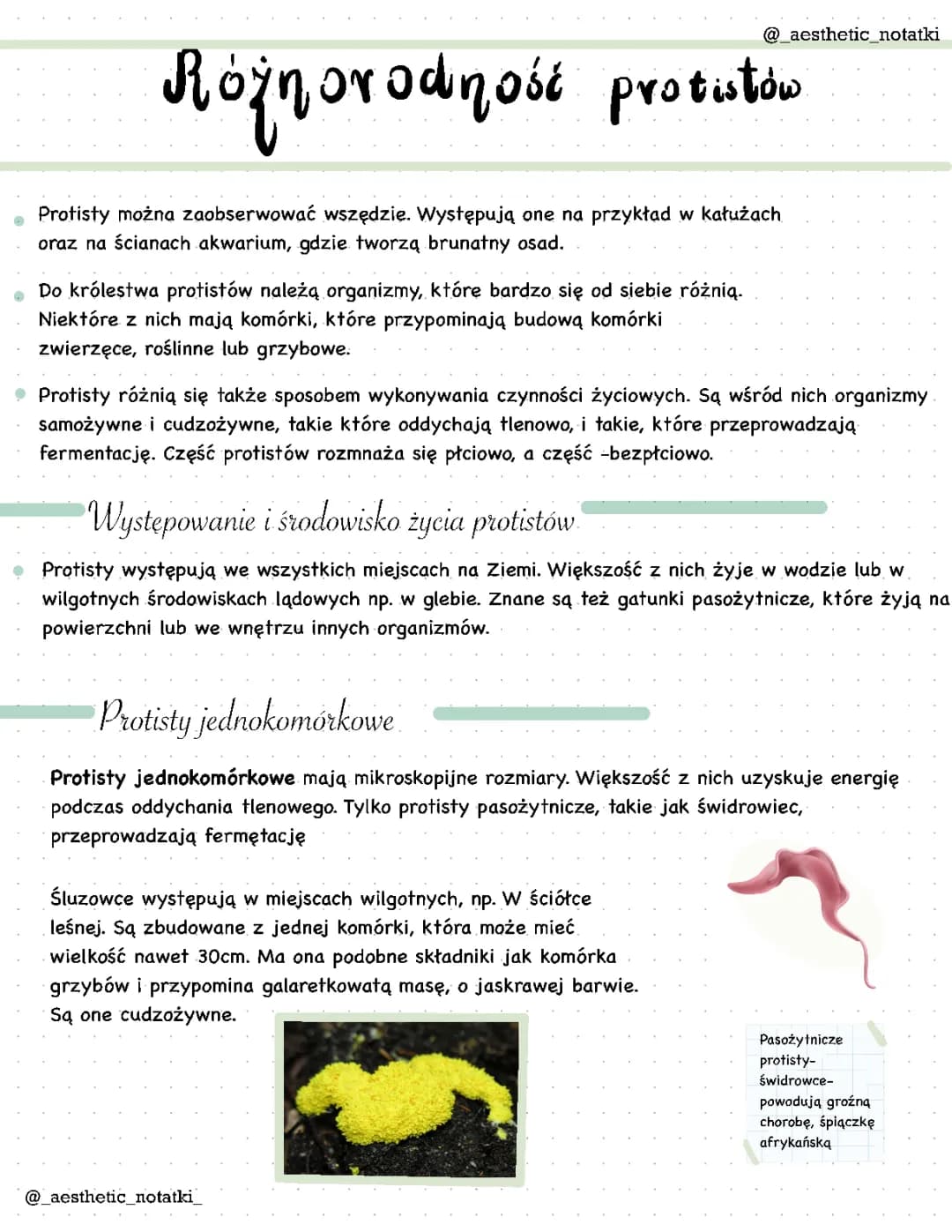 Różnorodność protistów w klasie 5 - Budowa, Przykłady i Rozmnażanie
