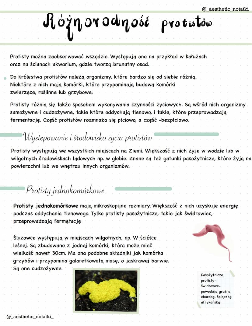 
<p>Protisty można zaobserwować wszędzie. Występują one na przykład w kałużach oraz na ścianach akwarium, gdzie tworzą brunatny osad. Do kró