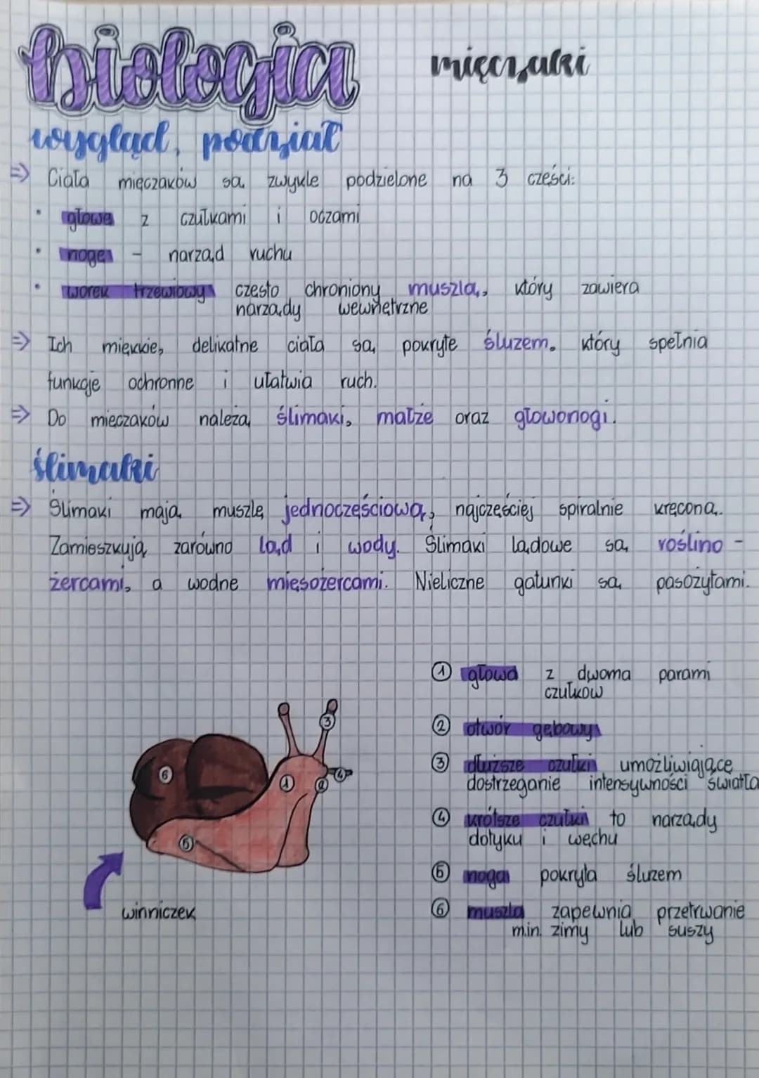 biologia
wyglad, podriat
=> Ciała mięczaków
.
mięczaki
ngłowe z czulkami i Oczami
nogea -
narzad ruchu
worek trzewibay czesto chroniony musz