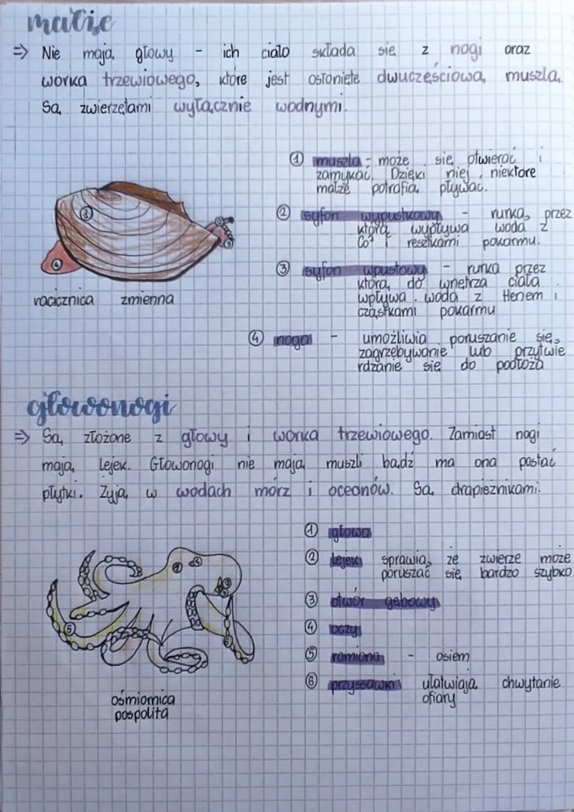 biologia
wyglad, podriat
=> Ciała mięczaków
.
mięczaki
ngłowe z czulkami i Oczami
nogea -
narzad ruchu
worek trzewibay czesto chroniony musz