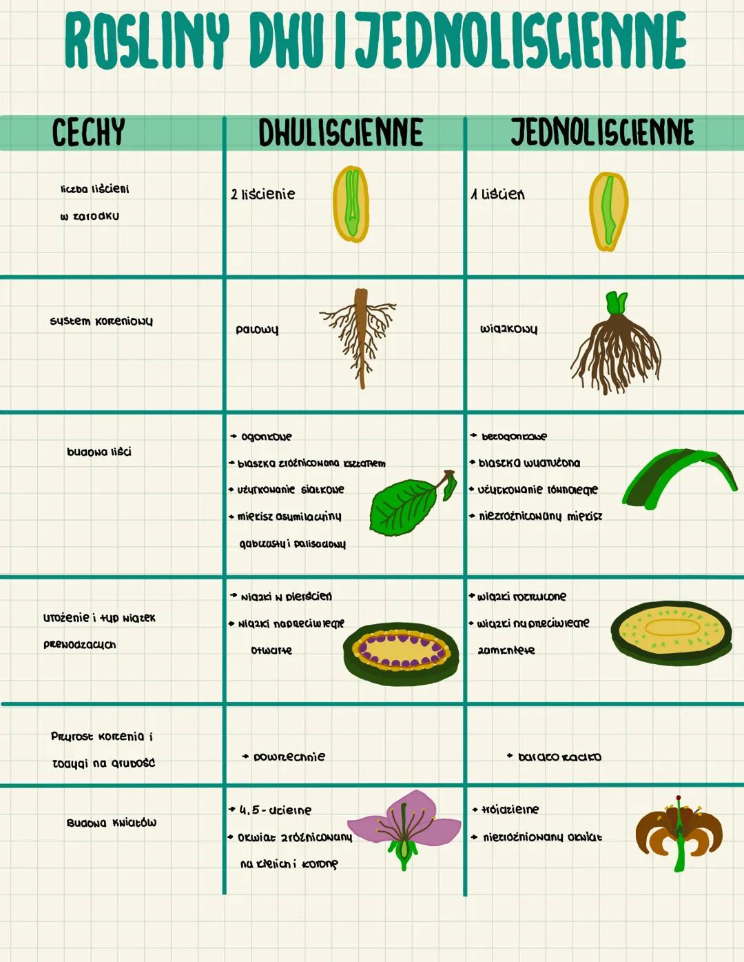 ROSLINY DHUIJEDNOLISCIENNE
CECHY
liczba liścieni
w zarodkU
system koreniowy
budowa liści
UTоżenie i tup wiazek
prenodzących
Przyrost Korenia