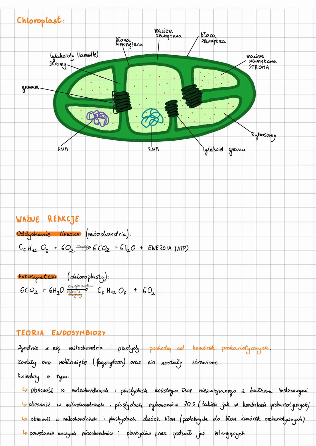 MITOCHONDRIA |
PLASTYDY
MITOCHONDRIA (wszystkie komórki eukariotyczne)
Odpowiedzialne są za UWALNIANIE energii ze związków organicznych (odd