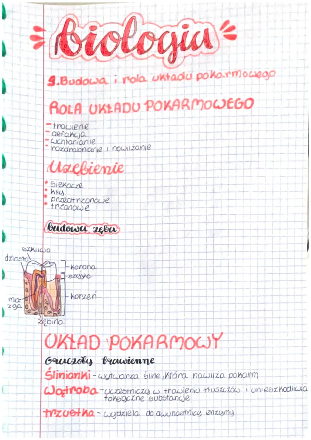 dziasto
mias
zga
E
biologia =
4.Budowa i rola uktadu pokarmowego
=
ROLA UKLADU POKARMOWEGO
-trawienie
defancja
•cchianianie
rozanabnianie i 