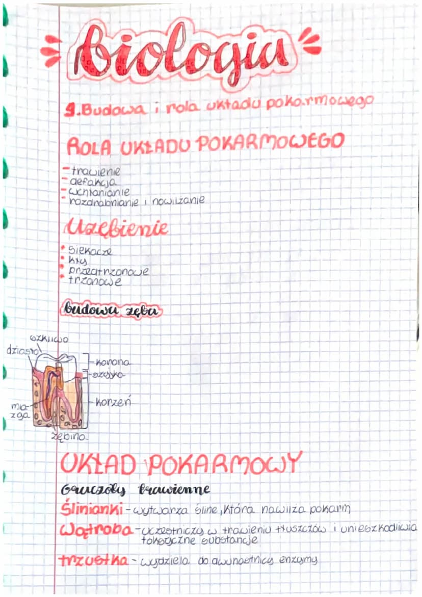 dziasto
mias
zga
E
biologia =
4.Budowa i rola uktadu pokarmowego
=
ROLA UKLADU POKARMOWEGO
-trawienie
defancja
•cchianianie
rozanabnianie i 