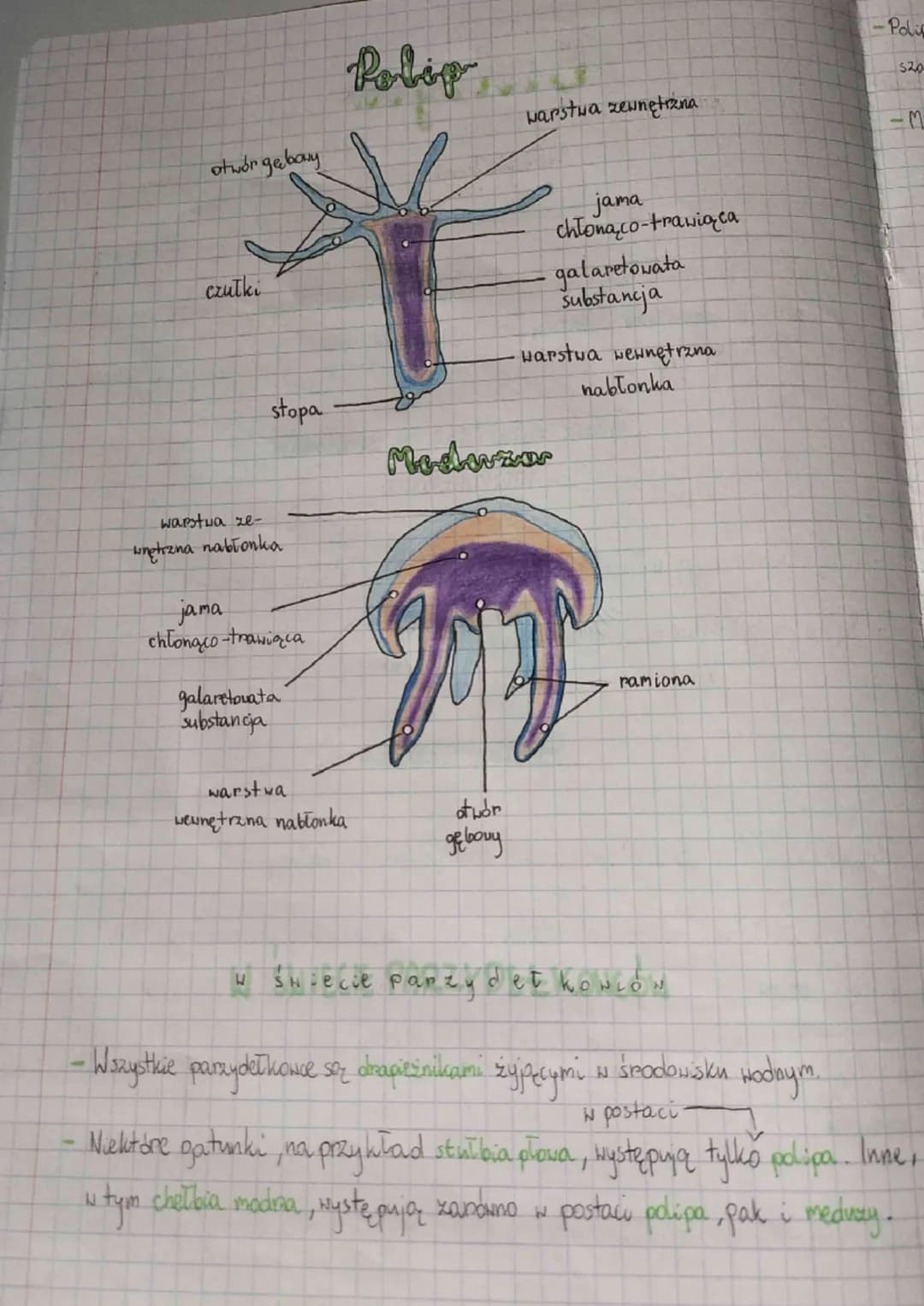 •
Parzydełkonce zawdzięczają swoją nazwę komórkom parzydełkowym, które są, im
potrzebne do polowania i dorony przed drapieżnikami.
biologies