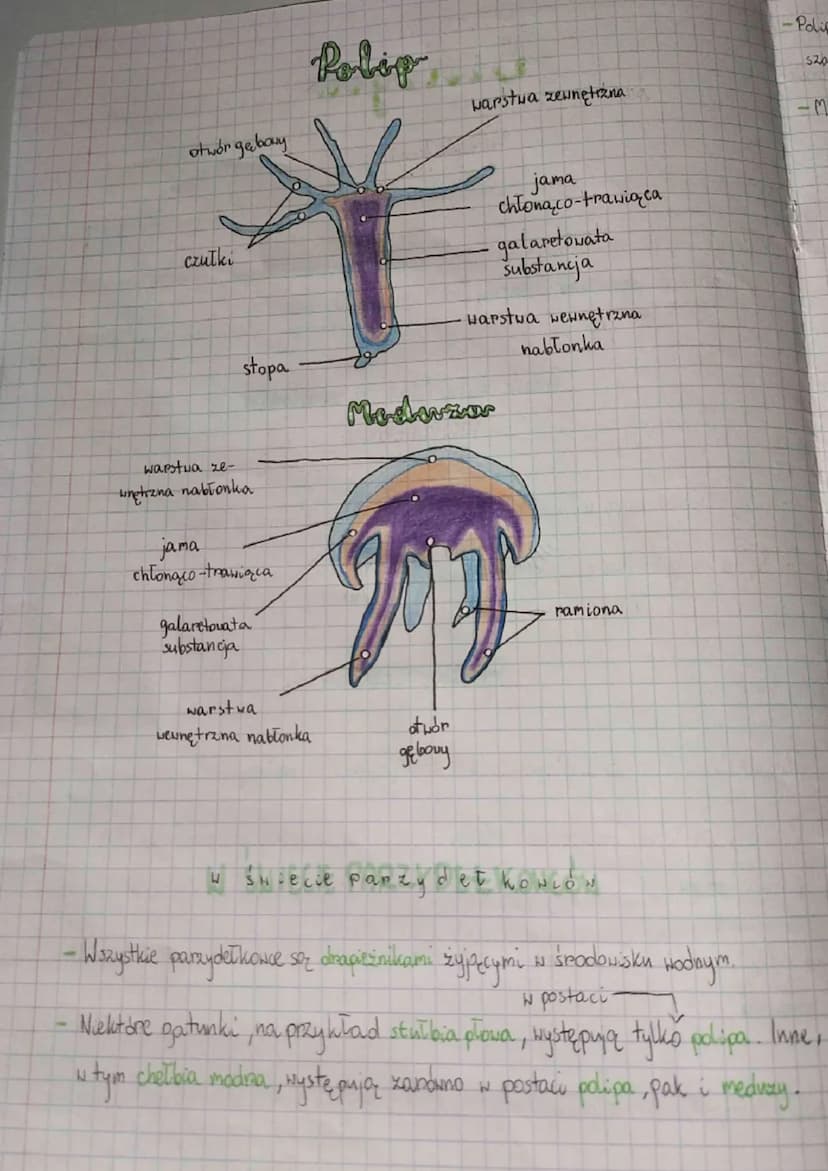 •
Parzydełkonce zawdzięczają swoją nazwę komórkom parzydełkowym, które są, im
potrzebne do polowania i dorony przed drapieżnikami.
biologies