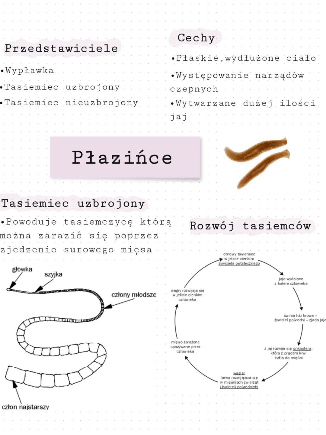 Przedstawiciele
•Wypławka.
Tasiemiec uzbrojony
Tasiemiec nieuzbrojony
główka
szyjka
Tasiemiec uzbrojony
Powoduje tasiemczycę którą
można zar
