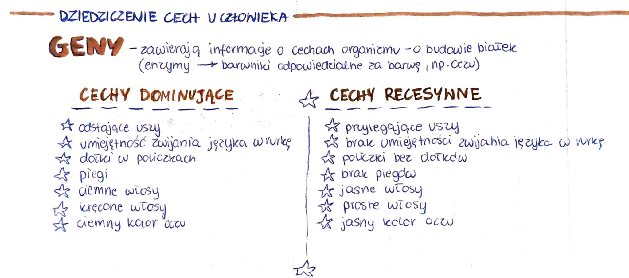 - DZIEDZICZENIE CECH UCZŁOWIEKA

GENY-zawierają informacje o cechach organizmu - o budowie białek
(enzymy $\rightarrow$ barwniki odpowiedzia