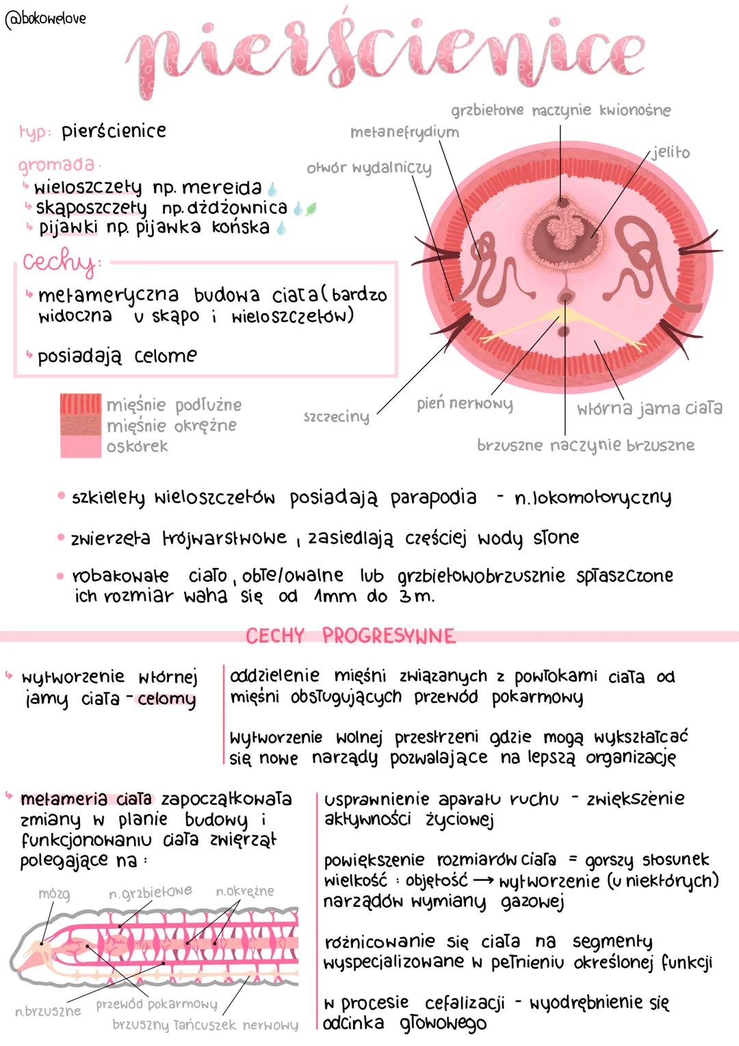 Pierścienice - Budowa, Klasyfikacja i Znaczenie w Przyrodzie