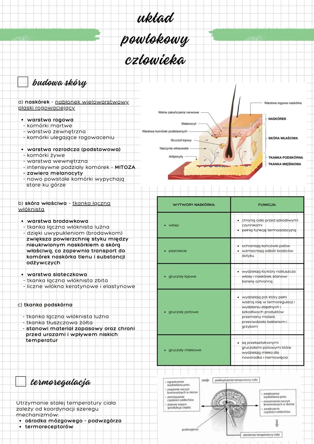 uktad
powłokowy
człowieka
budowa skóry
a) naskórek nabłonek wielowarstwowy
płaski rogowaciejący
.
warstwa rogowa
- komórki martwe
-warstwa z