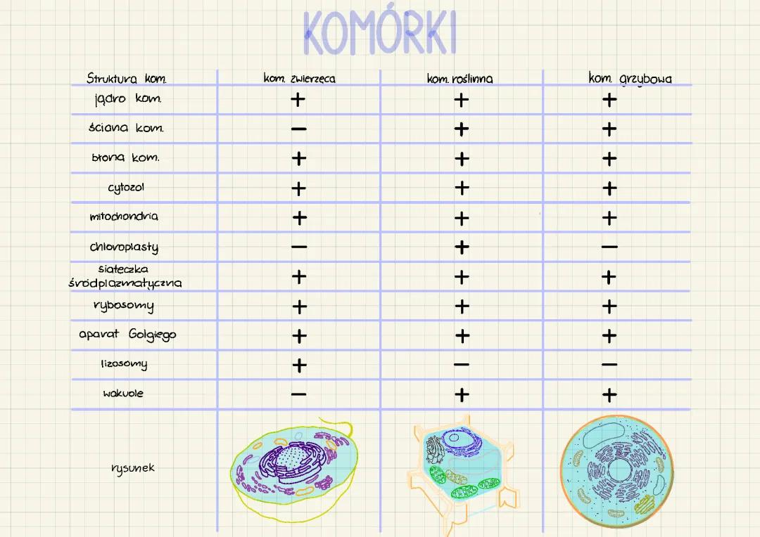 Porównanie komórek zwierzęcych, roślinnych i grzybowych