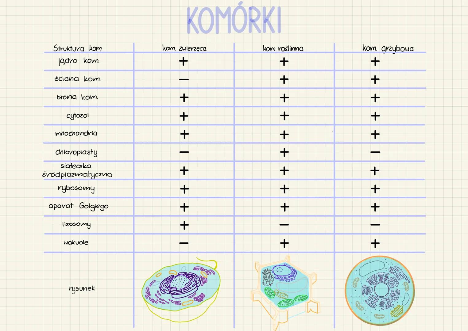 Struktura kom.
jądro kom.
ściana kom.
błona kom.
cytozol
mitochondria
chlovoplasty
siateczka
śródplazmatyczna
rybosomy
aparat Golgiego
lizos
