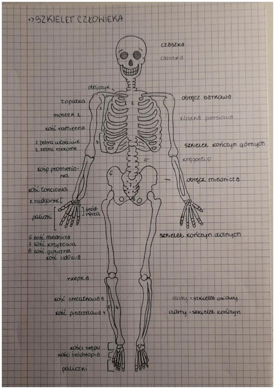 Budowa szkieletu człowieka w biologii