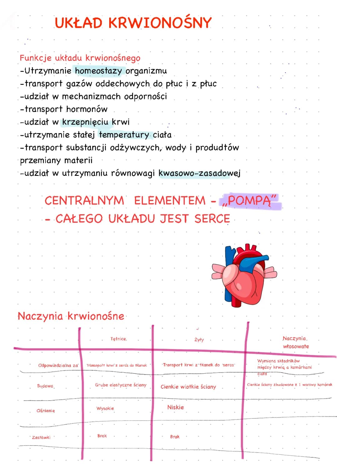 anatomia - układ krwionośny 
