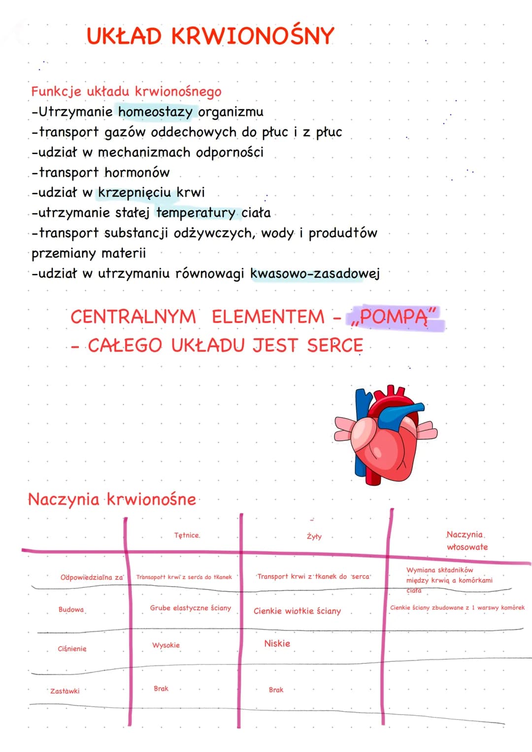 Funkcje układu krwionośnego
-Utrzymanie homeostazy organizmu
-transport gazów oddechowych do płuc i z płuc
-udział w mechanizmach odporności