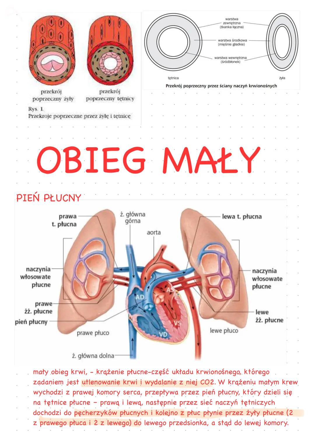Funkcje układu krwionośnego
-Utrzymanie homeostazy organizmu
-transport gazów oddechowych do płuc i z płuc
-udział w mechanizmach odporności