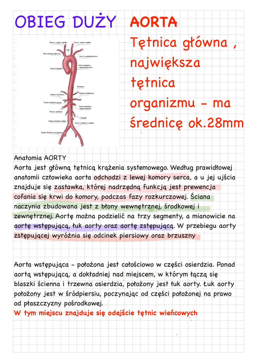 Funkcje układu krwionośnego
-Utrzymanie homeostazy organizmu
-transport gazów oddechowych do płuc i z płuc
-udział w mechanizmach odporności