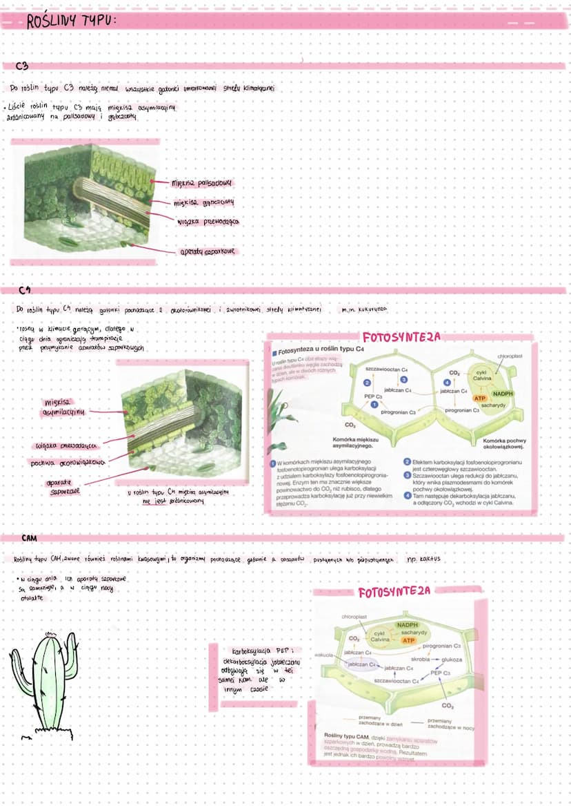 • FUNKCJE WODY W ROŚLINACH
- rozpuszczalnik Substancji
hydrofilowych
•bierze udział w niektórych
reakcjach biochemicznych
np. w fotosyntezie