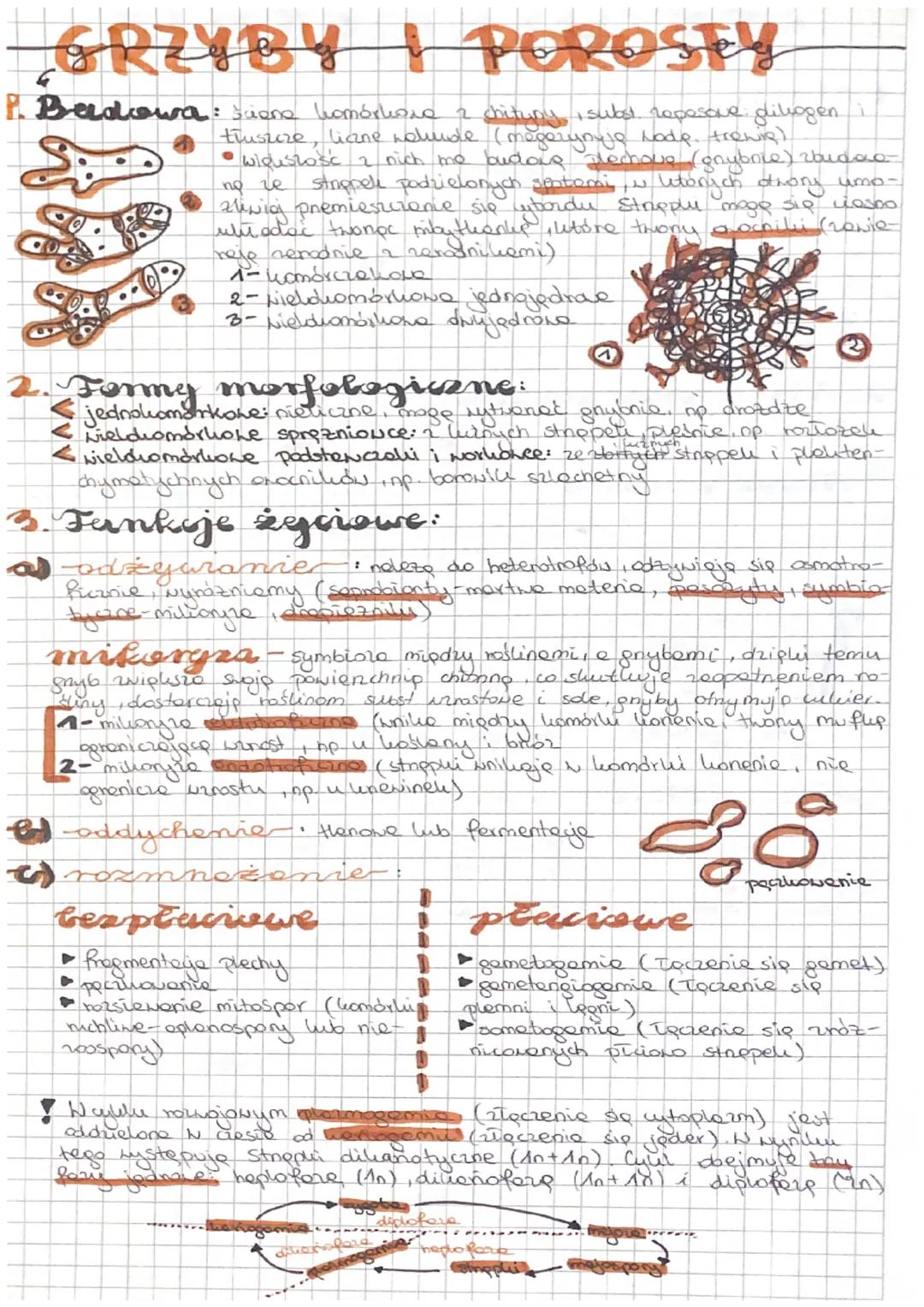 Wszystko o grzybach i porostach: budowa, funkcje, cykle życia