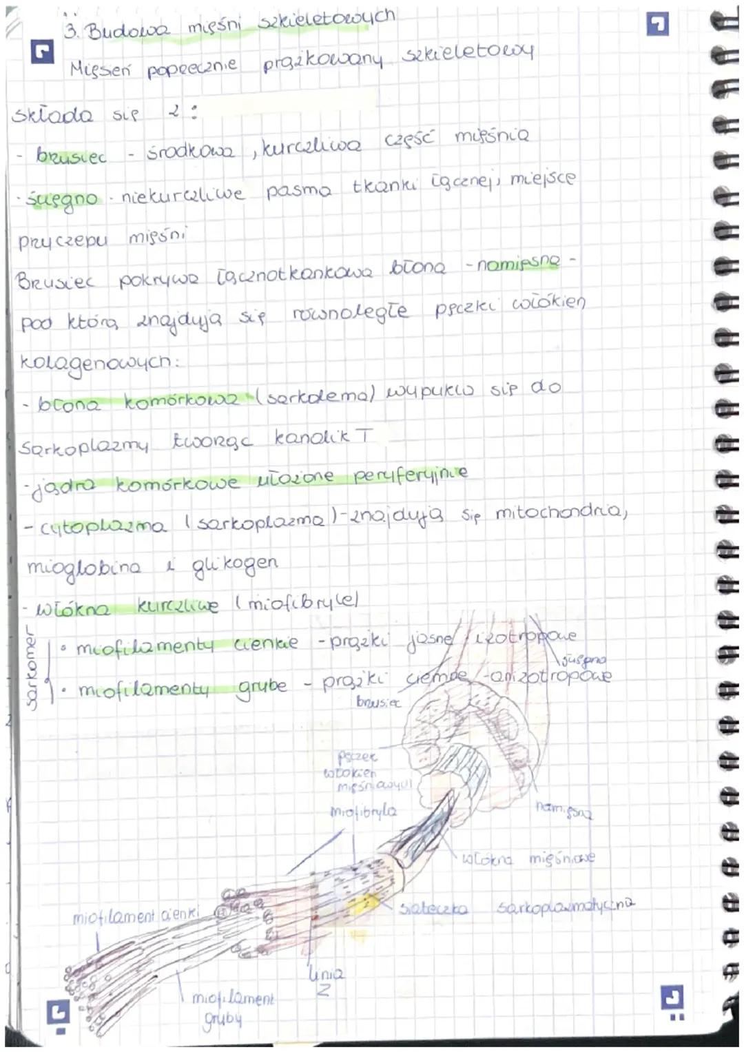 Temat: Budowa i funkcjonowanie Uklway misoniowego
r
1. Mięśnie sa narądami odpowiedzialnymi 20
Ich cechame charakterystycznymi sq. 1
a) pobu