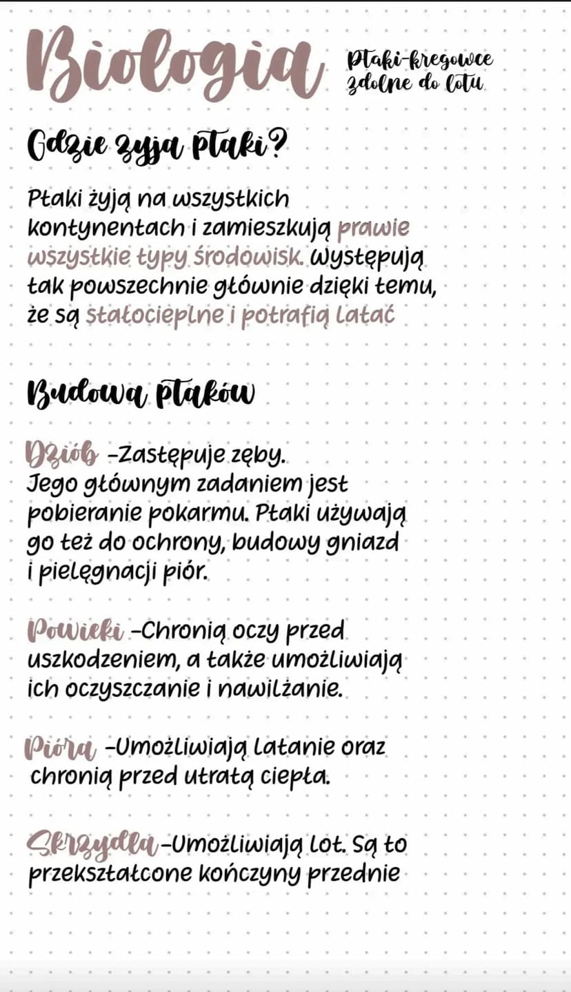 Sterowki -To sztywne pióra
ogonowe. Umożliwiają one
utrzymywanie równowagi podczas
Lotu i kierowania lotem.
Lotki-To sztywne pióra, które są