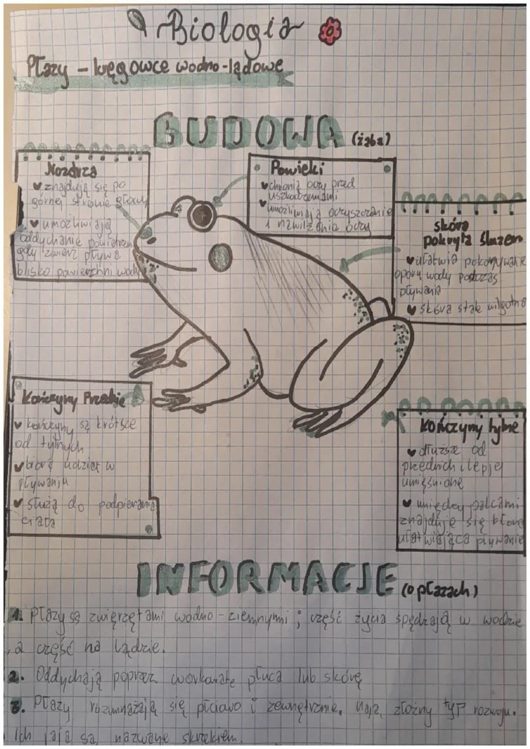 • Biologis 3
Płazy - luegowce wodno-ladowe
Nozdiza
♥znajdują się po
gorne stronie stawy
oddychanie powietreem
gay zwierz pływ&
blisko pawler
