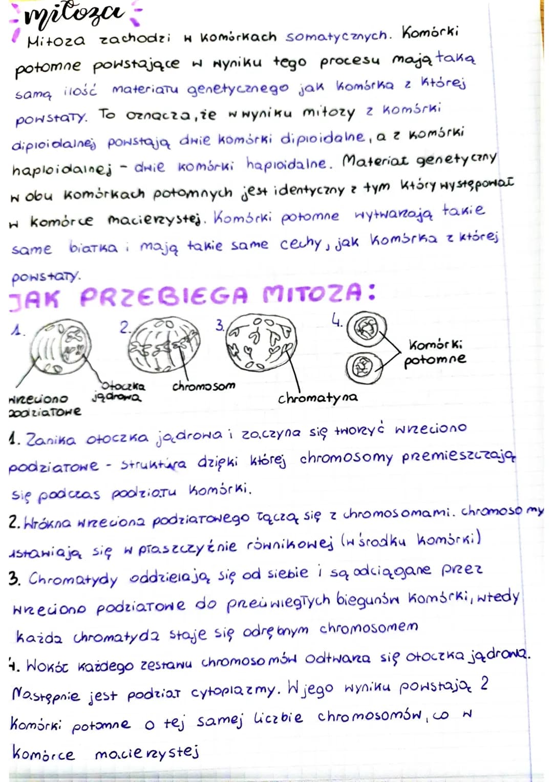 mitoza -
samą
Mitoza zachodzi w komórkach somatycznych. Komórki
potomne powstające w wyniku tego procesu mają taką
ilość materiatu genetyczn