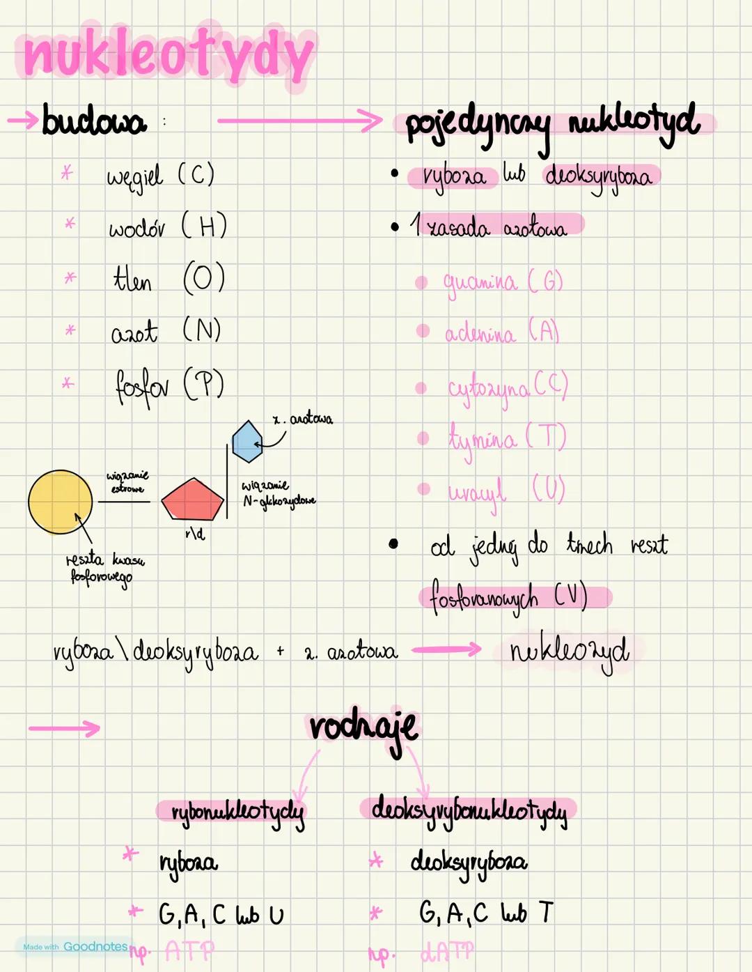 nukleotydy
budowa
* węgiel (C)
wodór (H)
then (0)
azot (N)
fosfor (P)
*
*
*
wiązanie
estrowe
reszta kwasu
fosforowego
r\d
x. anotowa
Made wi