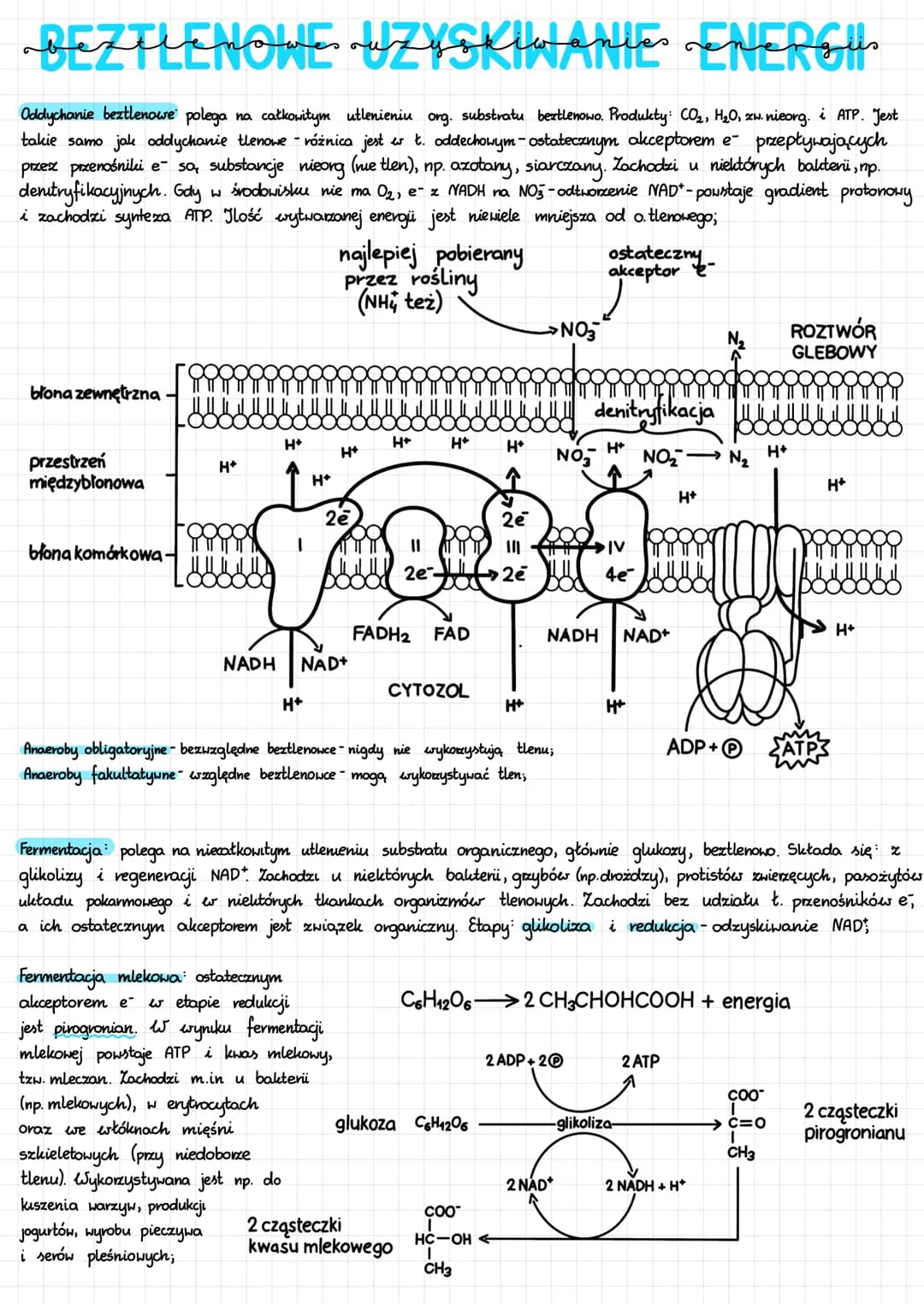 BEZTLENOWE UZYSKIWANIE ENERGI
Oddychanie beztlenowe polega na całkowitym utlenieniu org. substratu beztlenowo. Produkty: CO₂, H₂O, zw. nieor