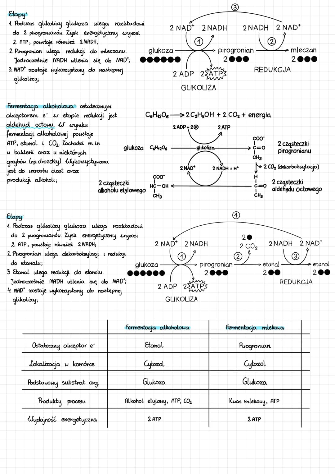 BEZTLENOWE UZYSKIWANIE ENERGI
Oddychanie beztlenowe polega na całkowitym utlenieniu org. substratu beztlenowo. Produkty: CO₂, H₂O, zw. nieor