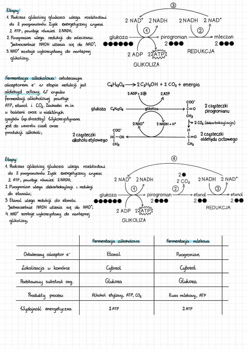BEZTLENOWE UZYSKIWANIE ENERGI
Oddychanie beztlenowe polega na całkowitym utlenieniu org. substratu beztlenowo. Produkty: CO₂, H₂O, zw. nieor