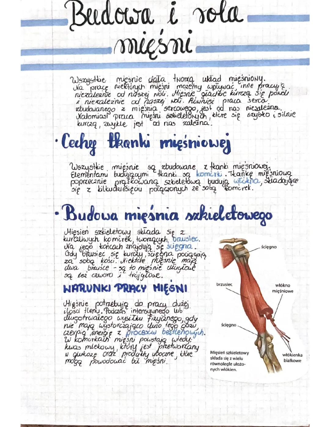 Budowa i rola mięśni 