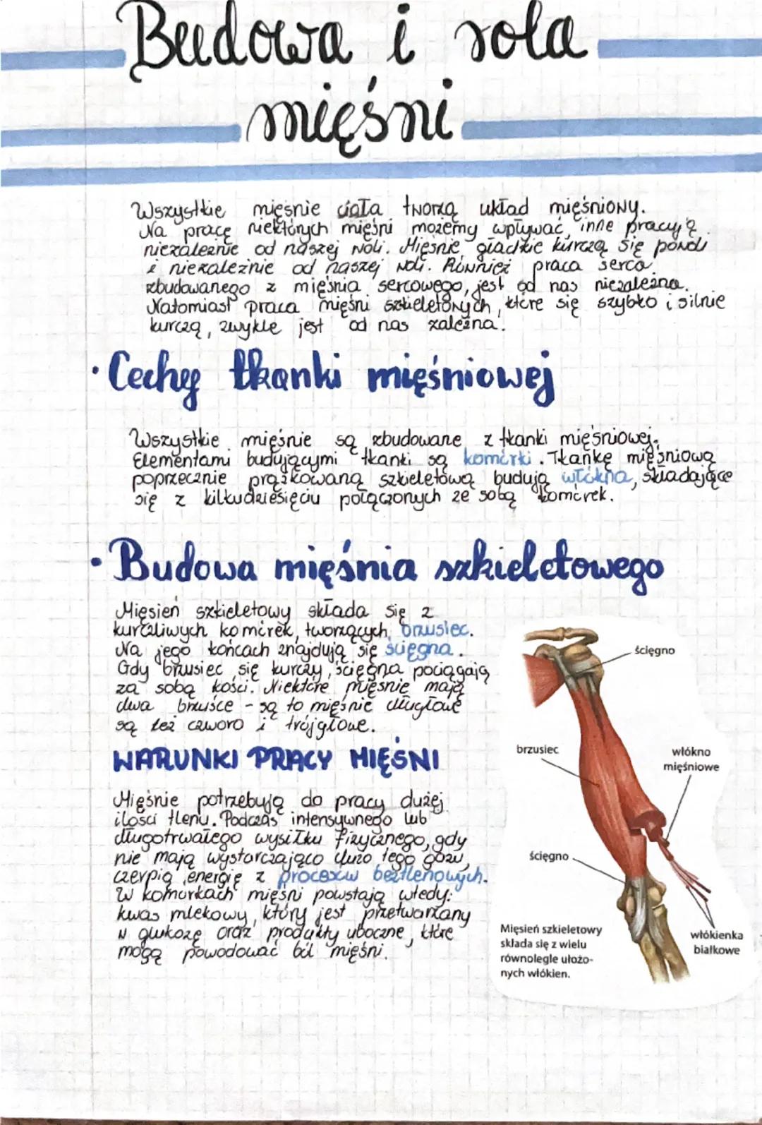 Budowa i rola
mięśni
Wszystkie mięśnie ciała tworzą układ mięśniowy.
Na pracę niektórych mięśni możemy wpływać inne pracy &
niezalezne od na