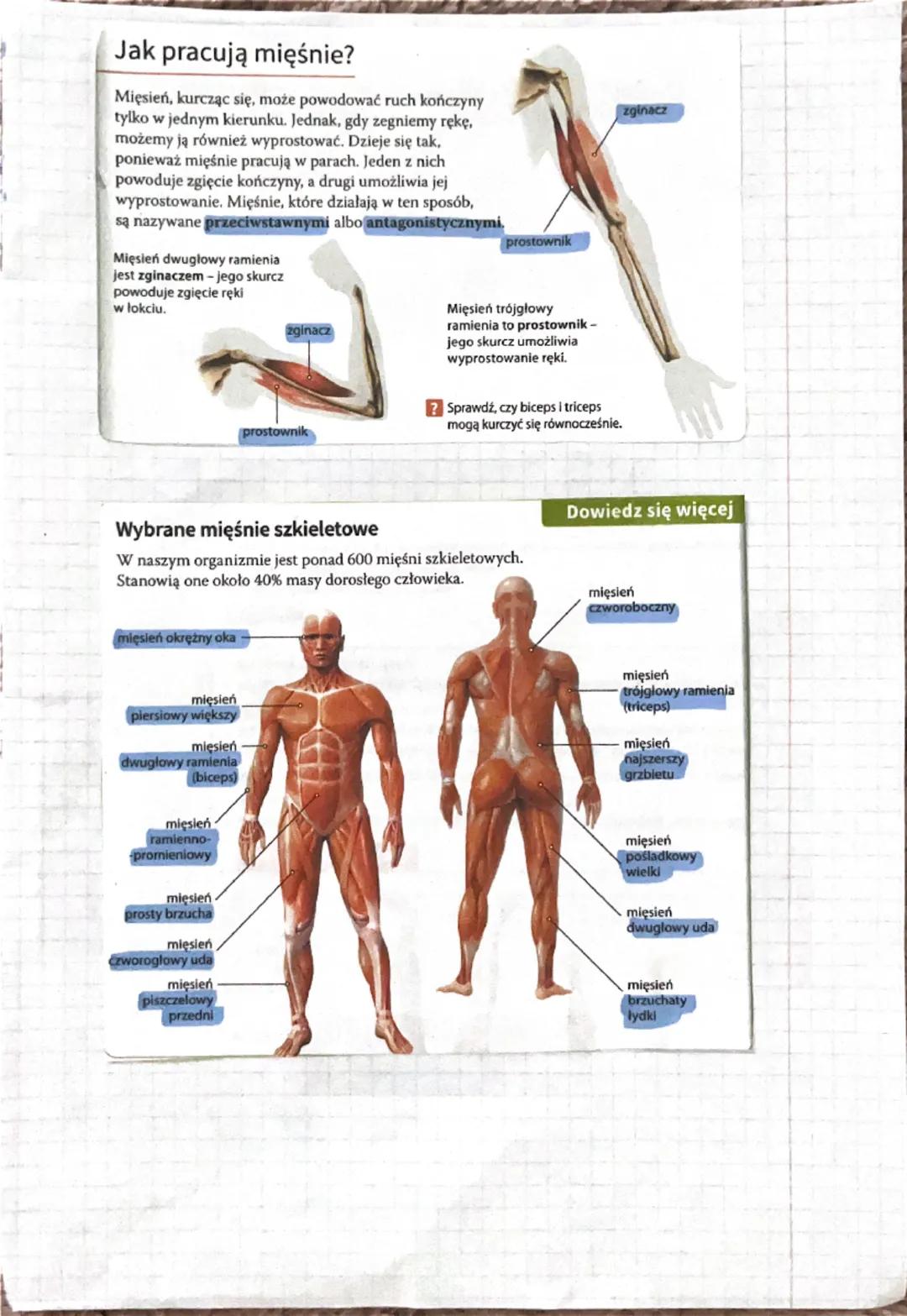 Budowa i rola
mięśni
Wszystkie mięśnie ciała tworzą układ mięśniowy.
Na pracę niektórych mięśni możemy wpływać inne pracy &
niezalezne od na