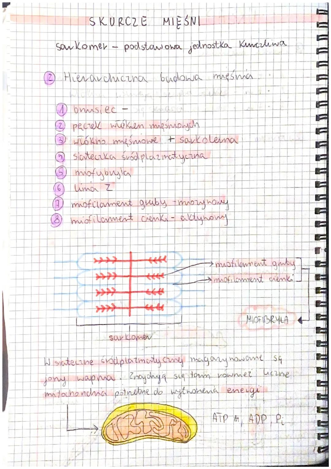 Tkanka mięśniowa:
1
• t.m. -poprzecznie prążkowana, szkieletona ciało
2.
t.m.
gładka - nanady
3
t.m.
sercowa -serce
.
.
(2.) alacke
UKŁAD MI