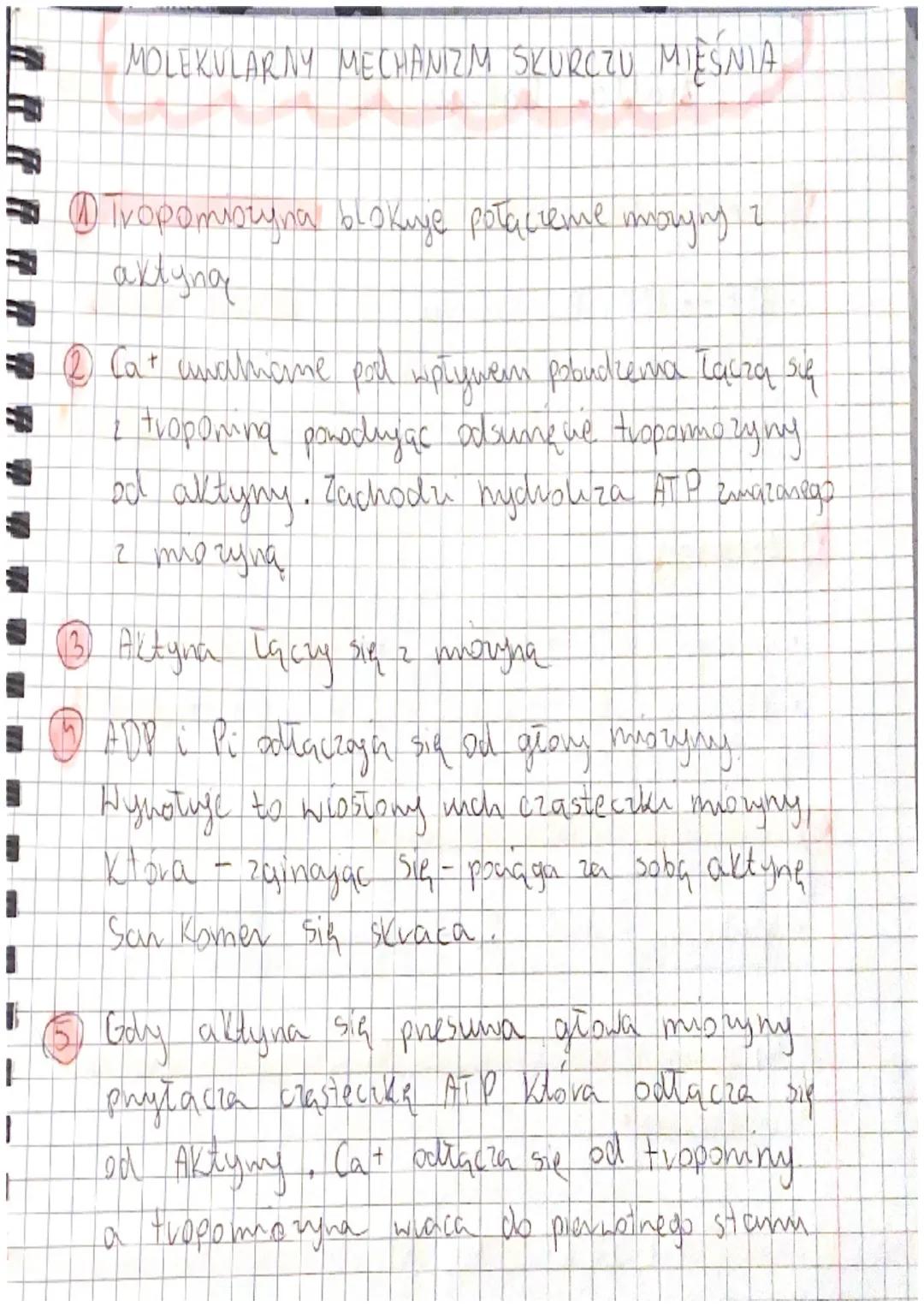 Tkanka mięśniowa:
1
• t.m. -poprzecznie prążkowana, szkieletona ciało
2.
t.m.
gładka - nanady
3
t.m.
sercowa -serce
.
.
(2.) alacke
UKŁAD MI