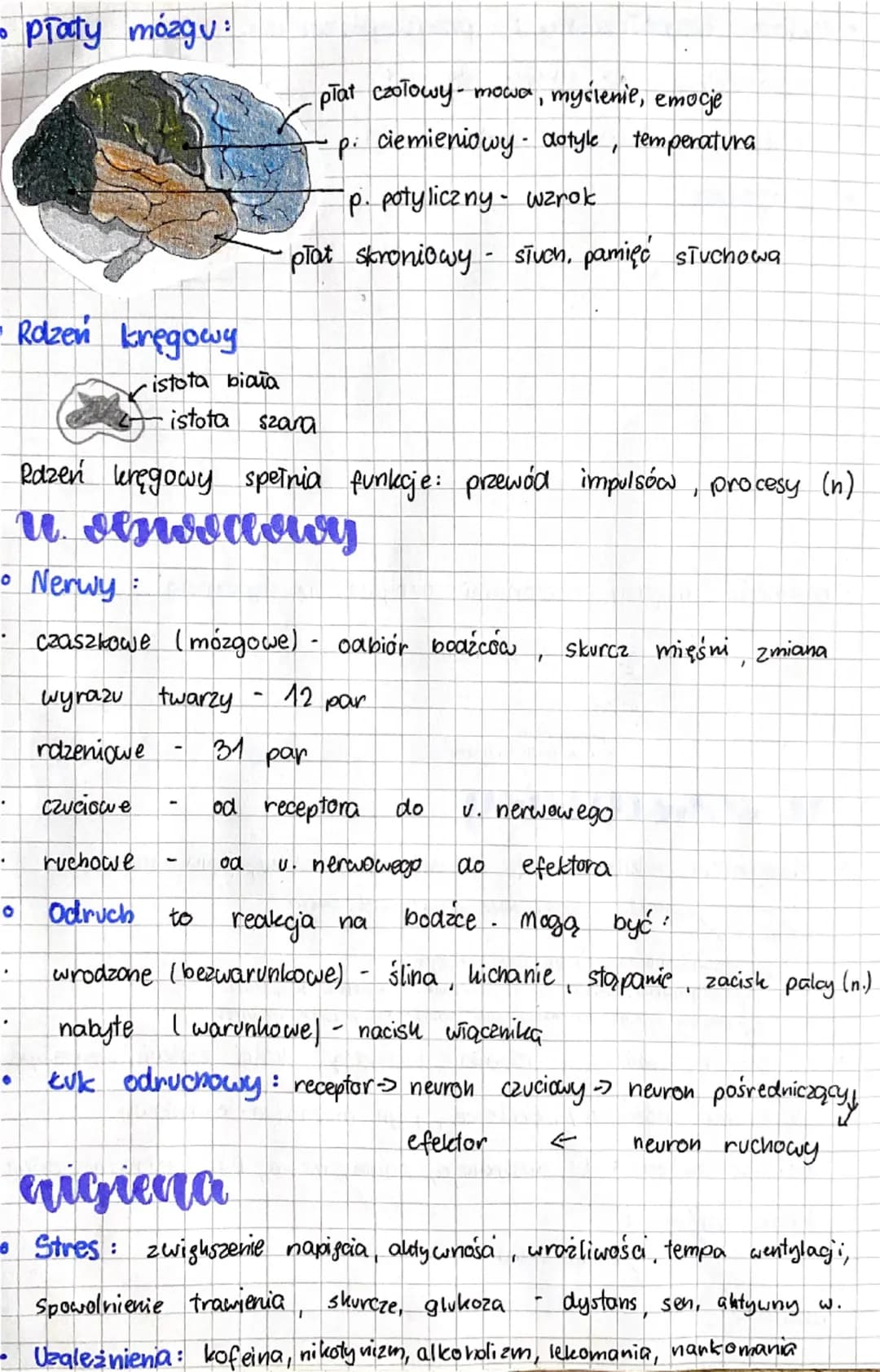 Csiologia
neawy i
hormony
unlace hoeunonalny
• Uktaa hormonalny jest zbudowany z gruczołów dokrewnych!
Gruczoły te produkują hormony do krwi
