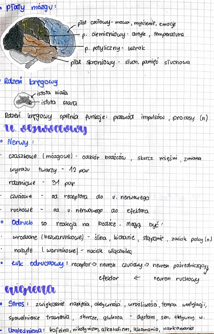 Csiologia
neawy i
hormony
unlace hoeunonalny
• Uktaa hormonalny jest zbudowany z gruczołów dokrewnych!
Gruczoły te produkują hormony do krwi