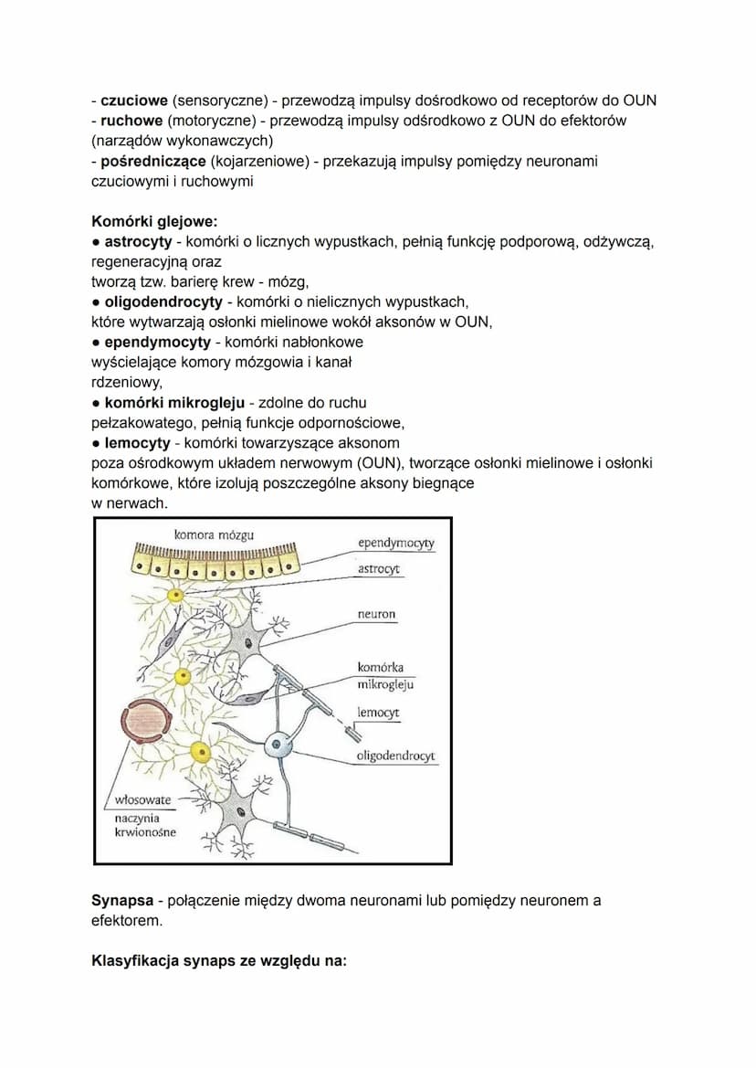 Tkanka nerwowa buduje układ nerwowy, który koordynuje i kontroluje wszystkie
czynności organizmu, a także umożliwia jego funkcjonowanie jako