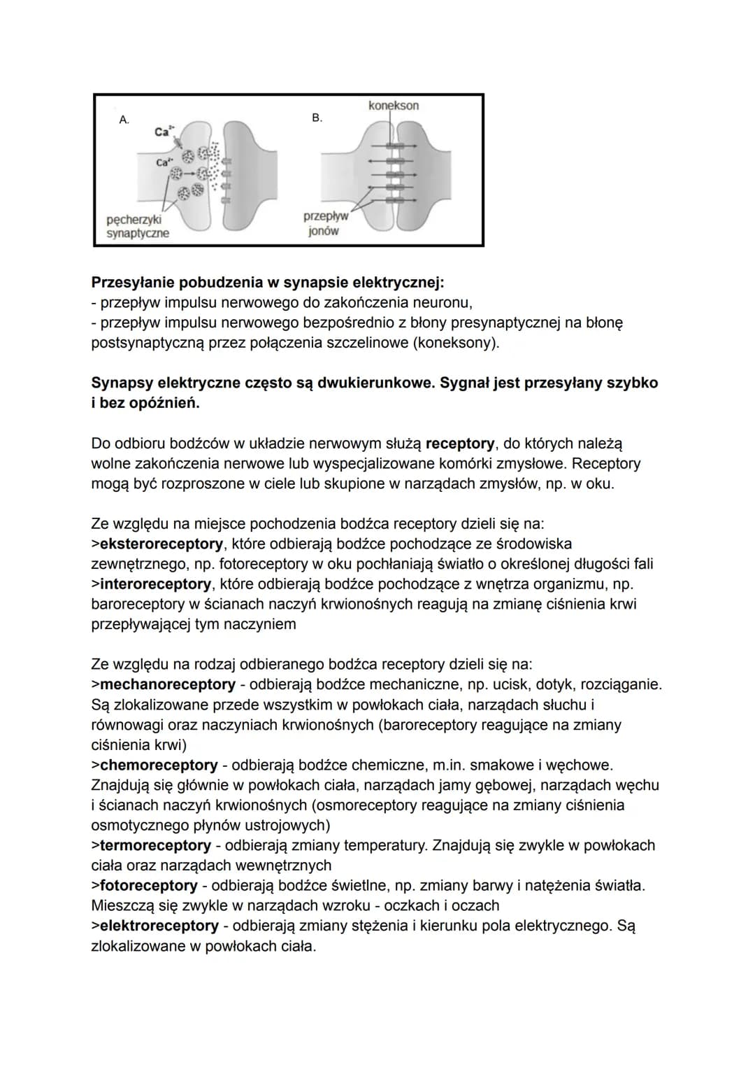 Tkanka nerwowa buduje układ nerwowy, który koordynuje i kontroluje wszystkie
czynności organizmu, a także umożliwia jego funkcjonowanie jako