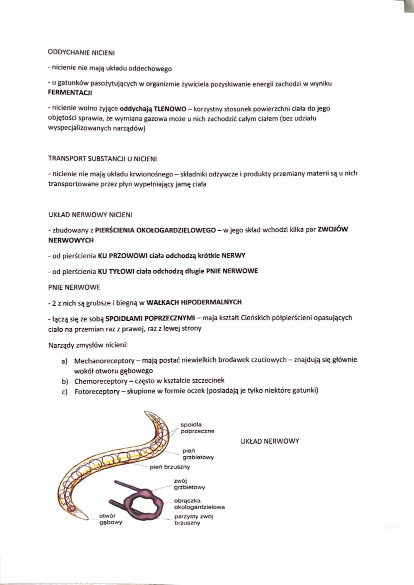 NICIENIE - ZWIERZĘTA O OBŁYM, NIECZŁONOWANYM CIELE
- występują w różnorodnych środowiskach:
- dna mórz
- głębiny oceaniczne
- wody słodkie
-