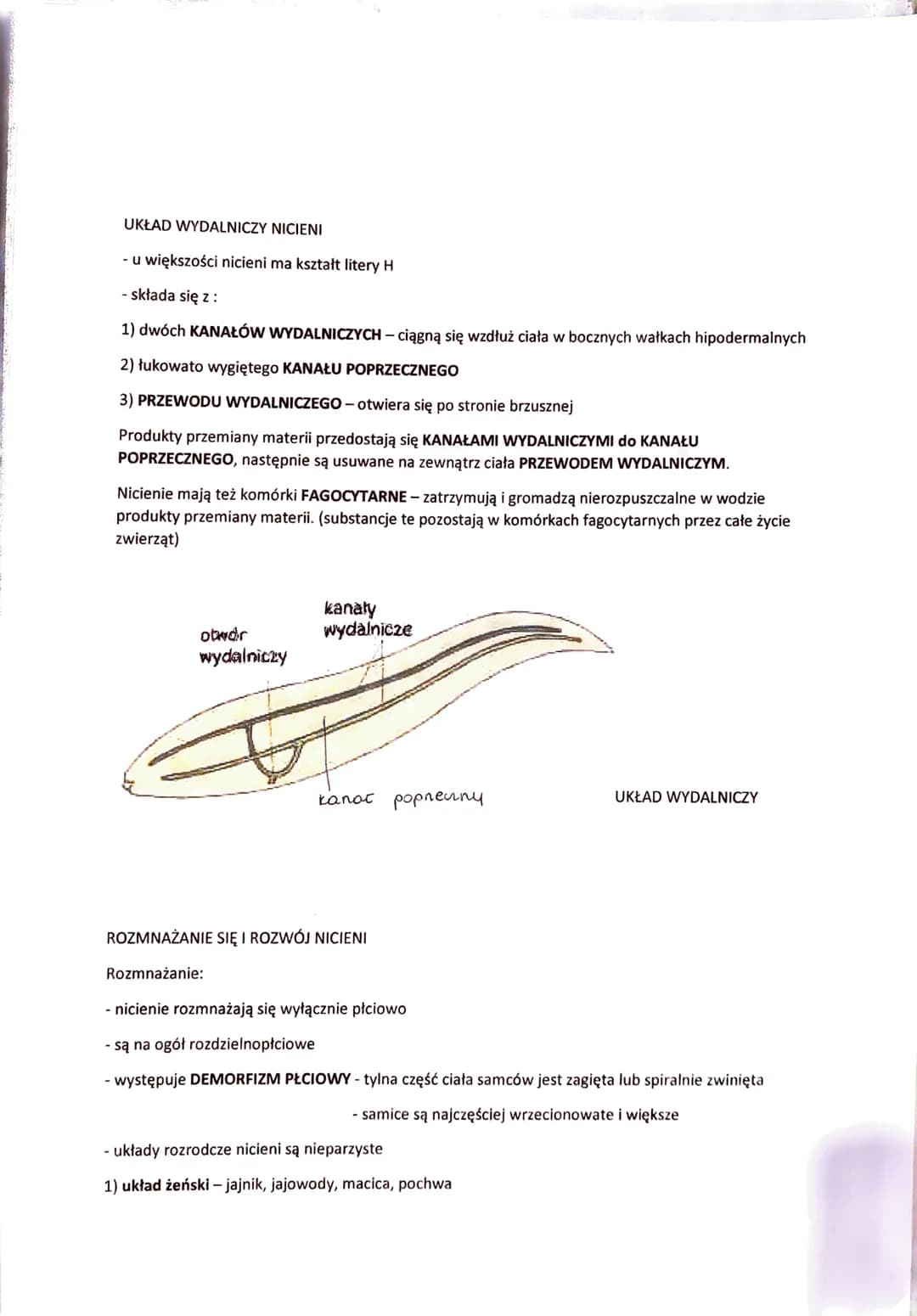 NICIENIE - ZWIERZĘTA O OBŁYM, NIECZŁONOWANYM CIELE
- występują w różnorodnych środowiskach:
- dna mórz
- głębiny oceaniczne
- wody słodkie
-