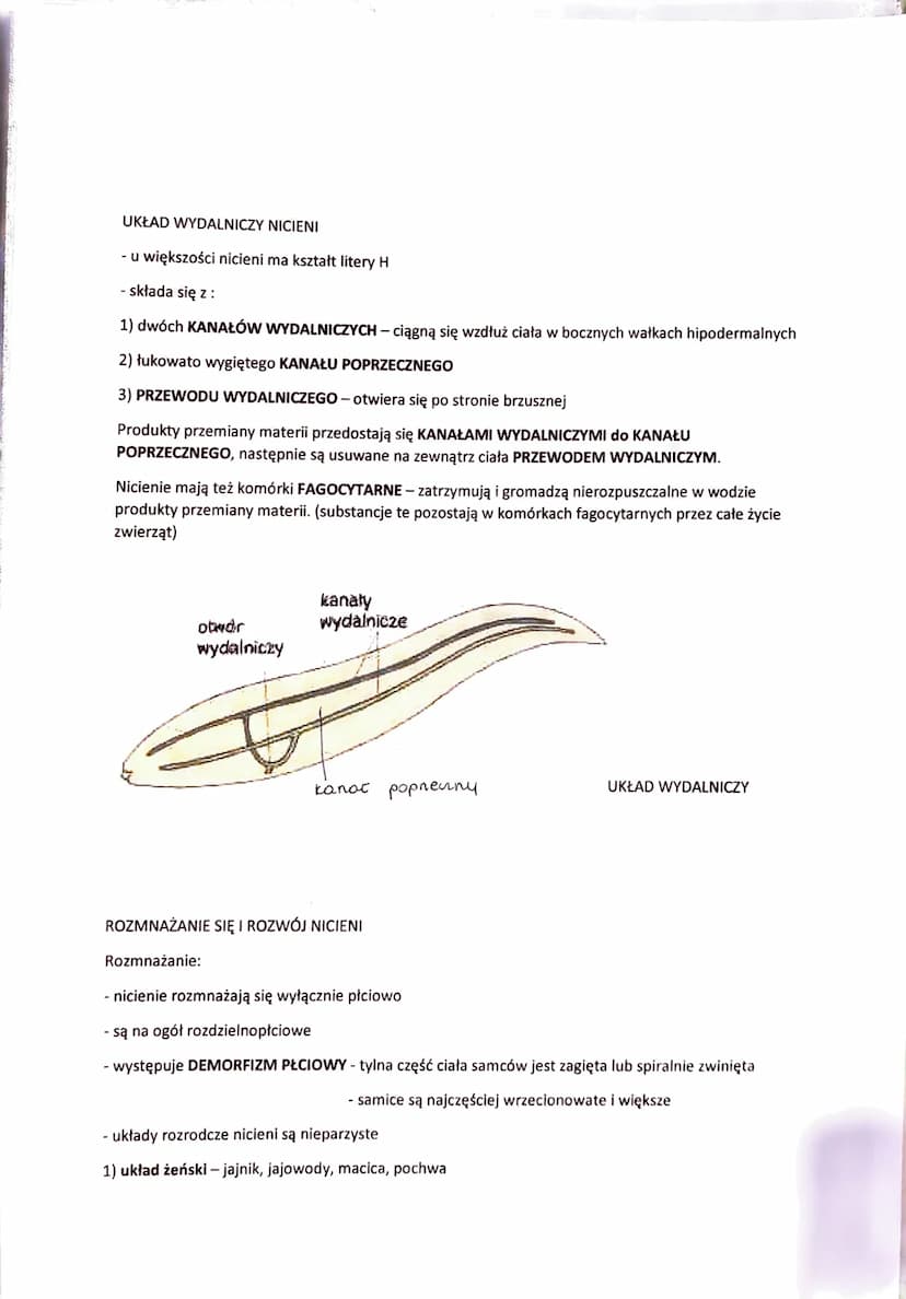 NICIENIE - ZWIERZĘTA O OBŁYM, NIECZŁONOWANYM CIELE
- występują w różnorodnych środowiskach:
- dna mórz
- głębiny oceaniczne
- wody słodkie
-