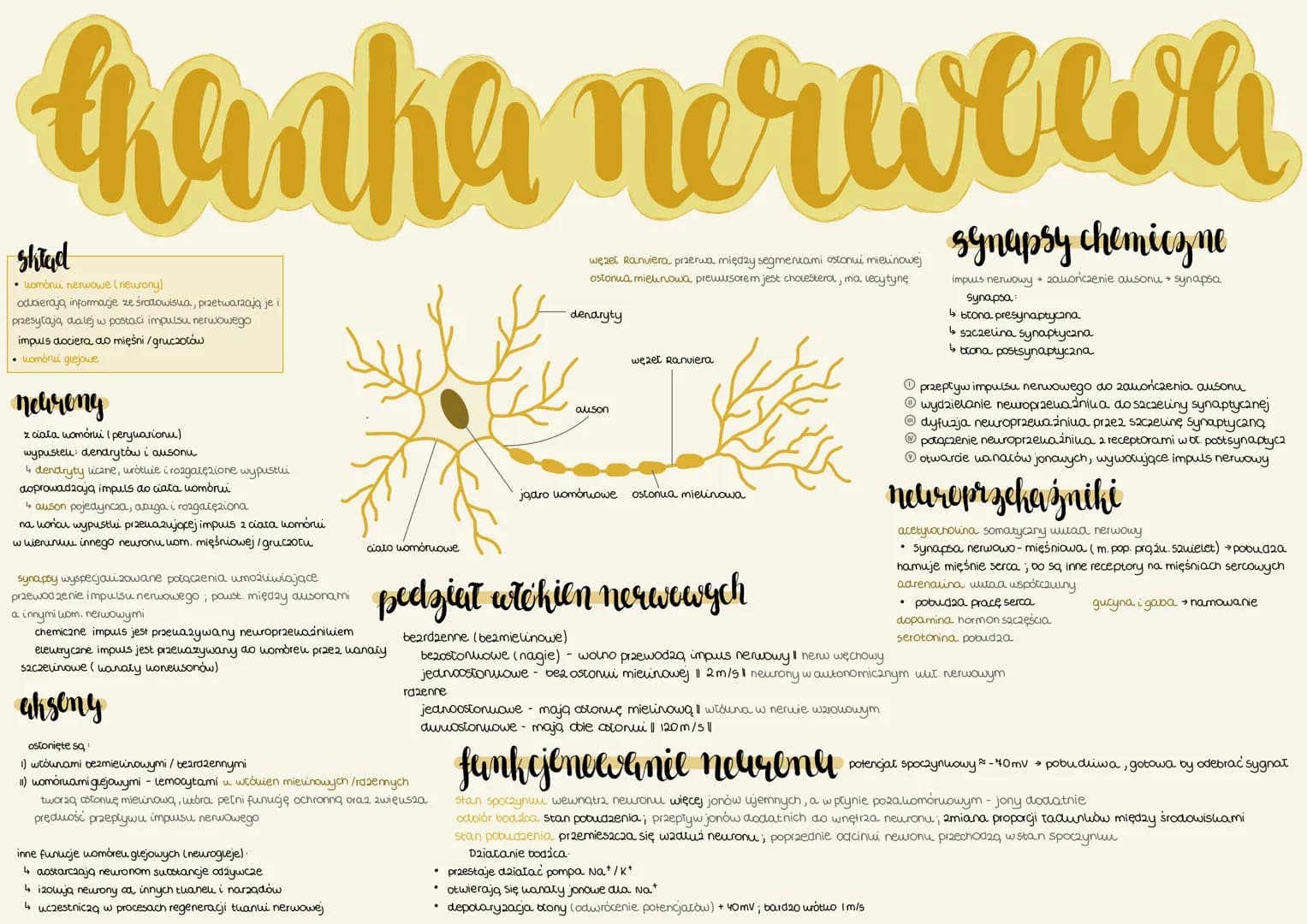 thanka nerwowa
synapsy chemiczne
impuls nerwowy → 2auończenie ausonu → synapsa
Synapsa
↳błona presynaptycana
↳szczelina synaptyczna
↳brona p
