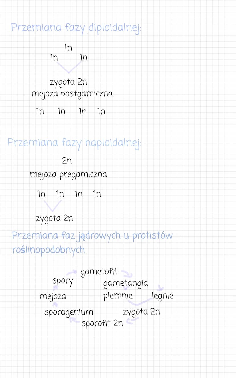 zwierzece
kolonijne lub
jednokomórkowe.
Przypominaja
●
komórkowa). Sa
heterotrofami.
- wielokomórkowe
• komórczakowe
komorki
zwierzece (nie 