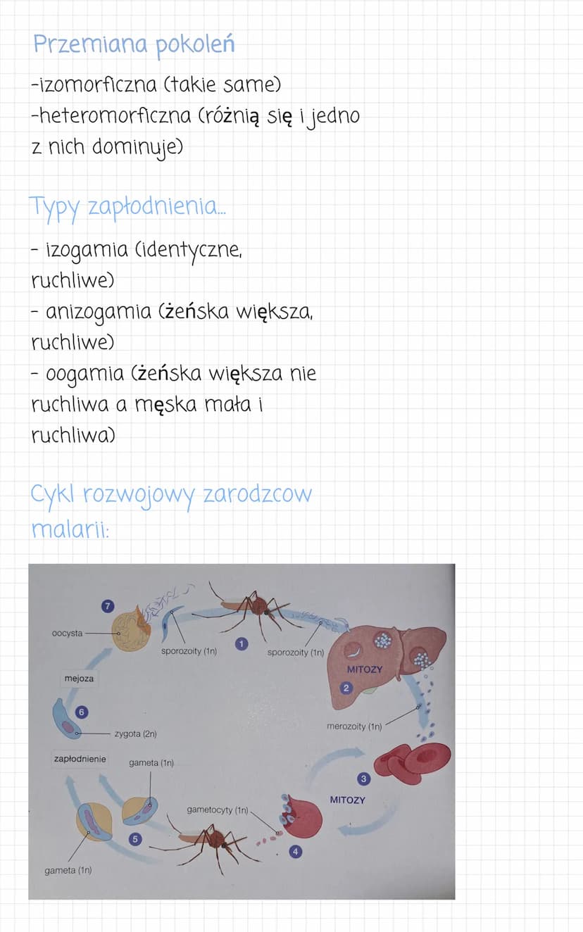 zwierzece
kolonijne lub
jednokomórkowe.
Przypominaja
●
komórkowa). Sa
heterotrofami.
- wielokomórkowe
• komórczakowe
komorki
zwierzece (nie 