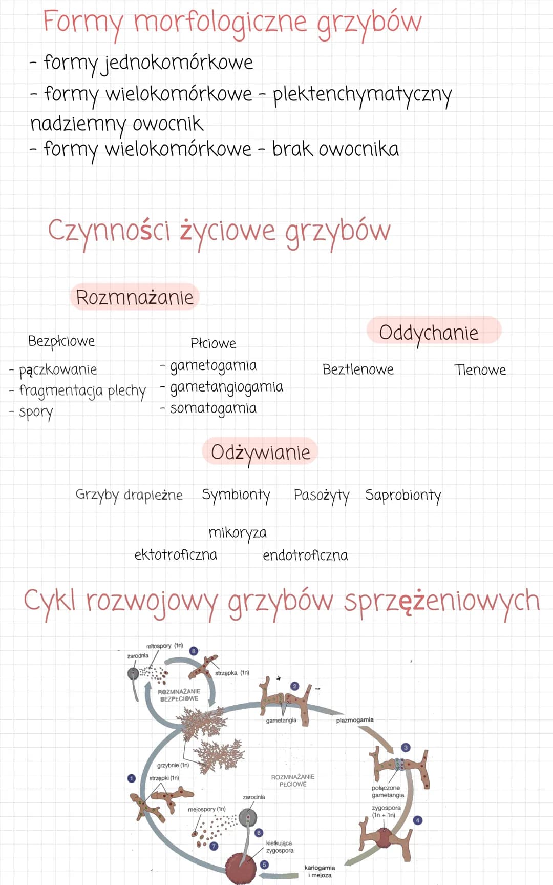 zwierzece
kolonijne lub
jednokomórkowe.
Przypominaja
●
komórkowa). Sa
heterotrofami.
- wielokomórkowe
• komórczakowe
komorki
zwierzece (nie 