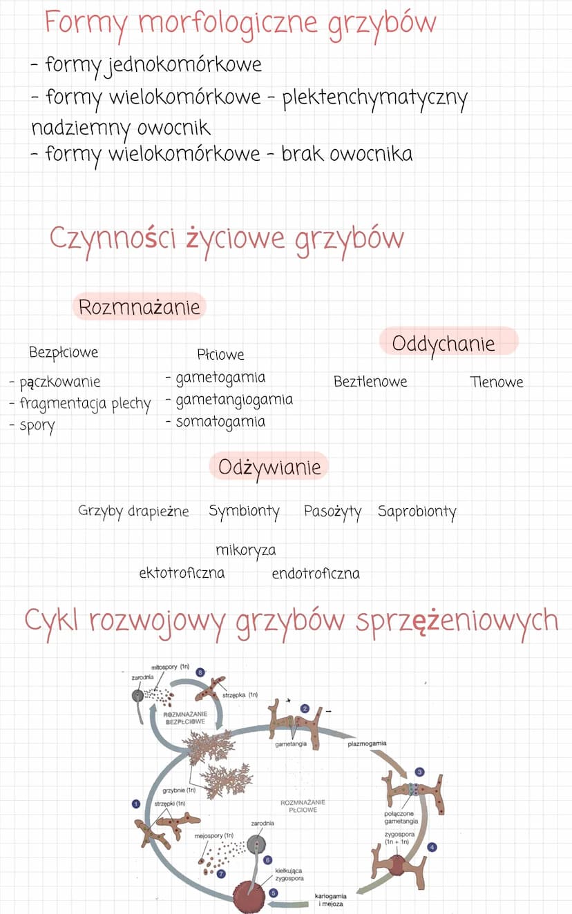 zwierzece
kolonijne lub
jednokomórkowe.
Przypominaja
●
komórkowa). Sa
heterotrofami.
- wielokomórkowe
• komórczakowe
komorki
zwierzece (nie 