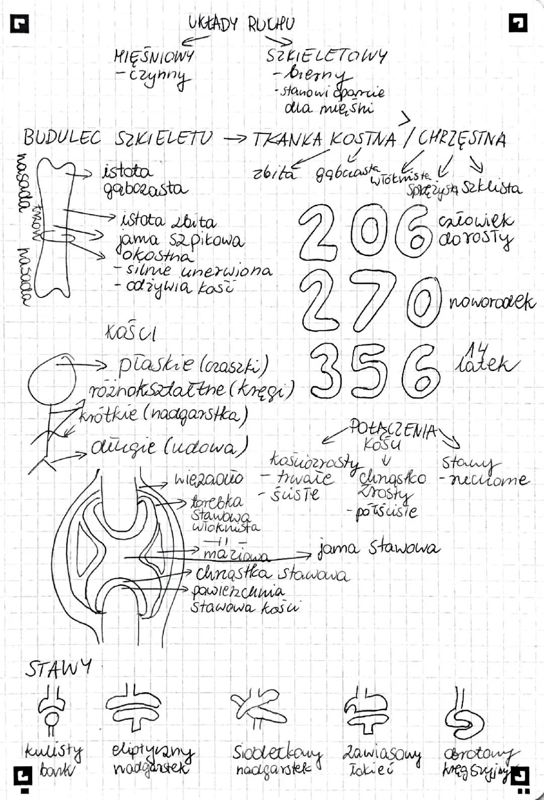 Anatomia układu ruchu
